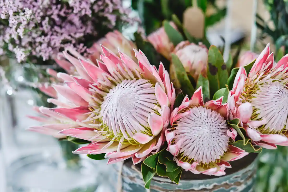 Un bouquet de fleur avec des proteas