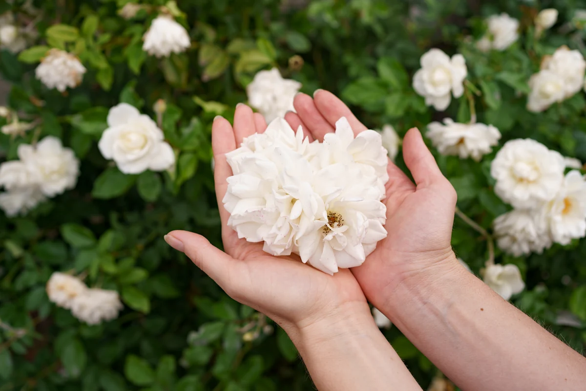 Une main qui tient des roses blanches