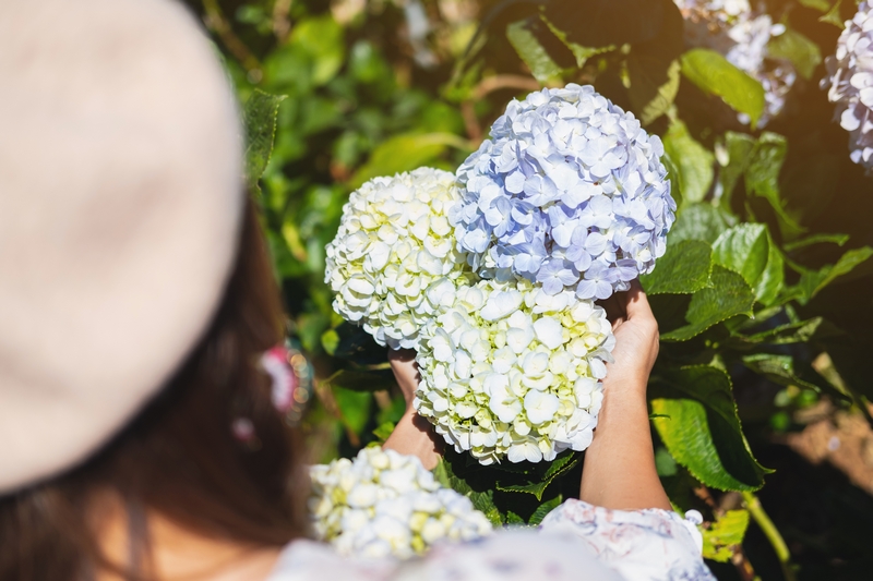 bouquet d'hortensia