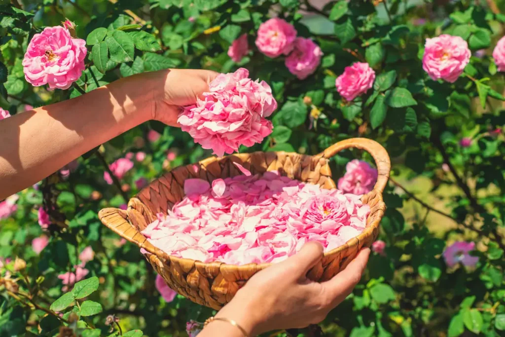 Une femme qui récolte des roses